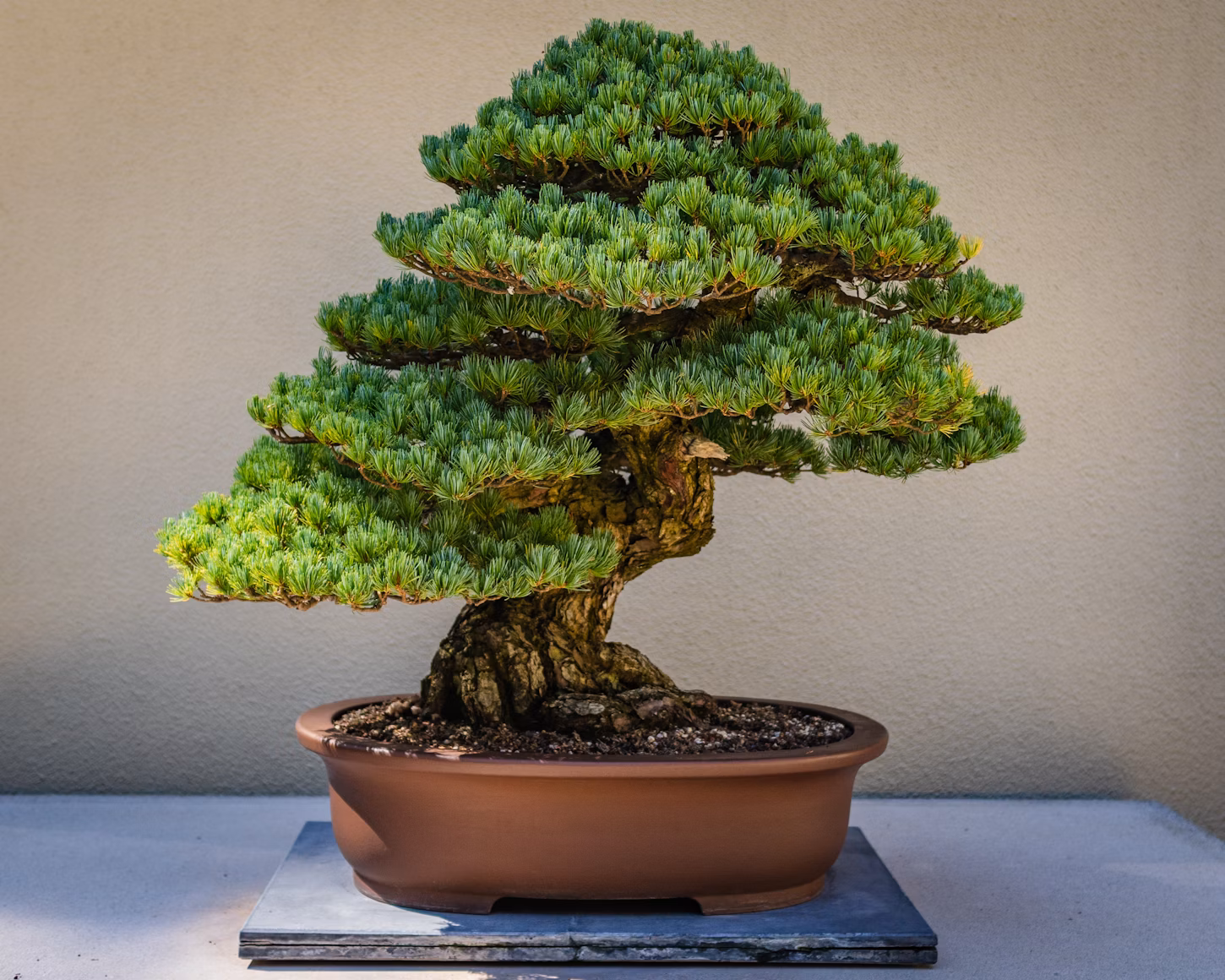 A potted Bonsai tree
